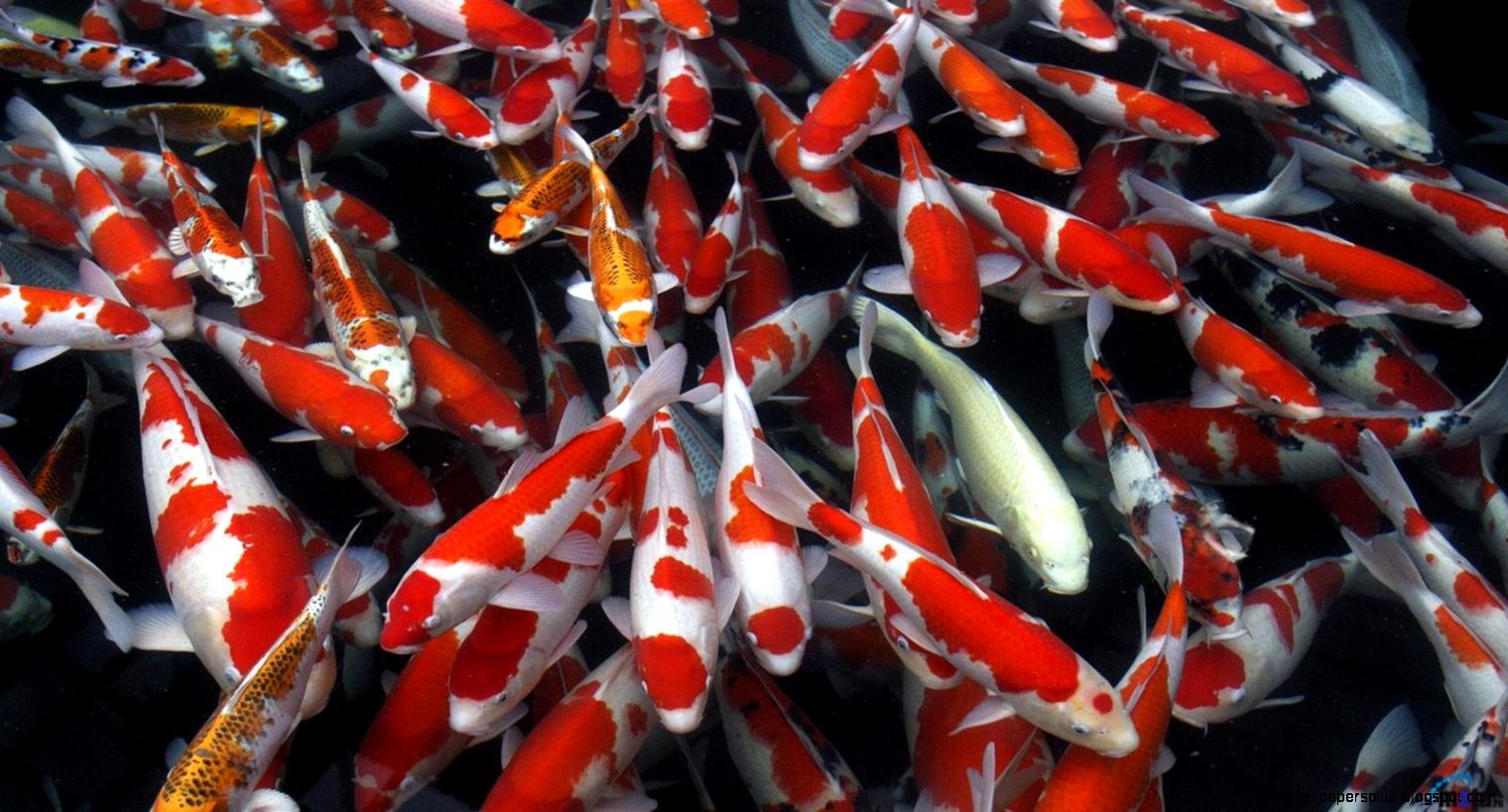 Koi Fish Backgrounds   Wallpaper Zone