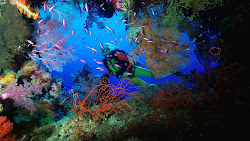 marine coral ocean reef diver underwater sea scuba diving beauty dive deep under most water pacific reefs snorkeling gorgeous south