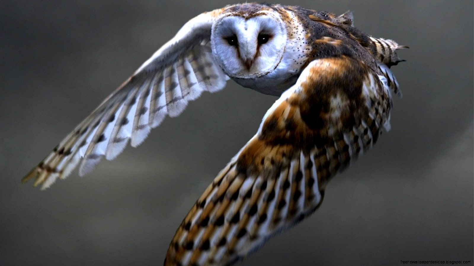 Barn Owl Flying