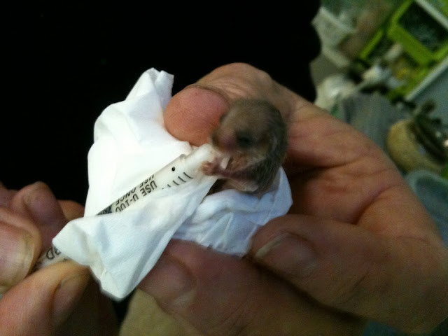 Rehab | Possum | baby orphan feeding