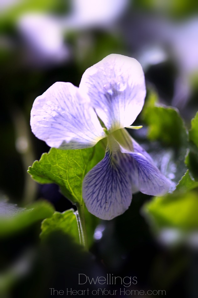 wild violets have a delicate bloom