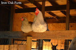 chickens chicken broody bug coop roosts