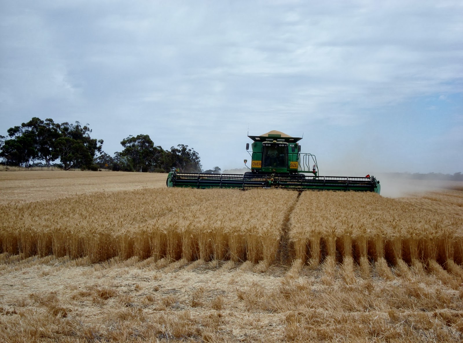 HAPPY RETIREE'S KITCHEN Australian Premium Wheat makes great noodles