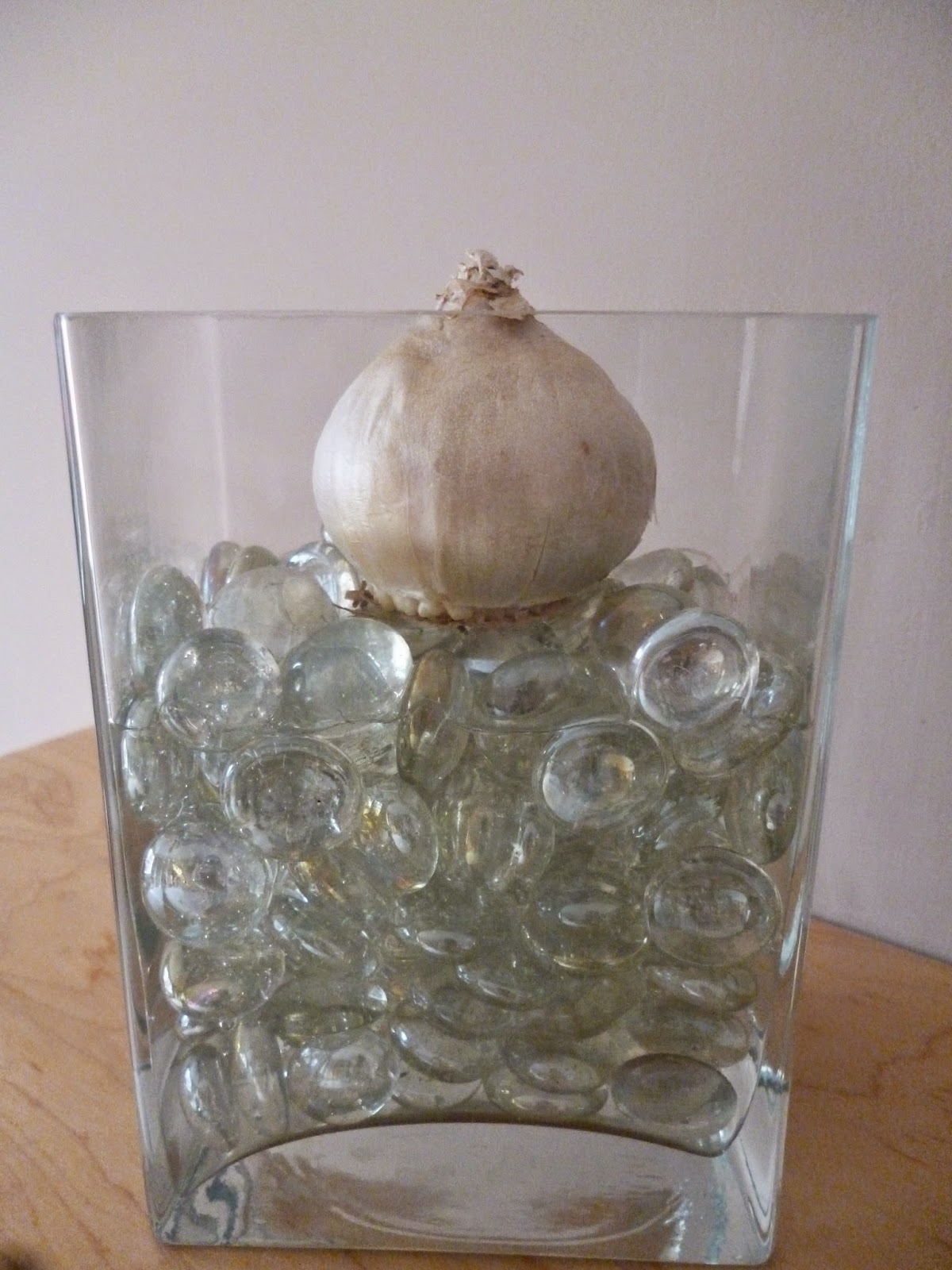 How to grow Hyacinth bulb vase for Christmas