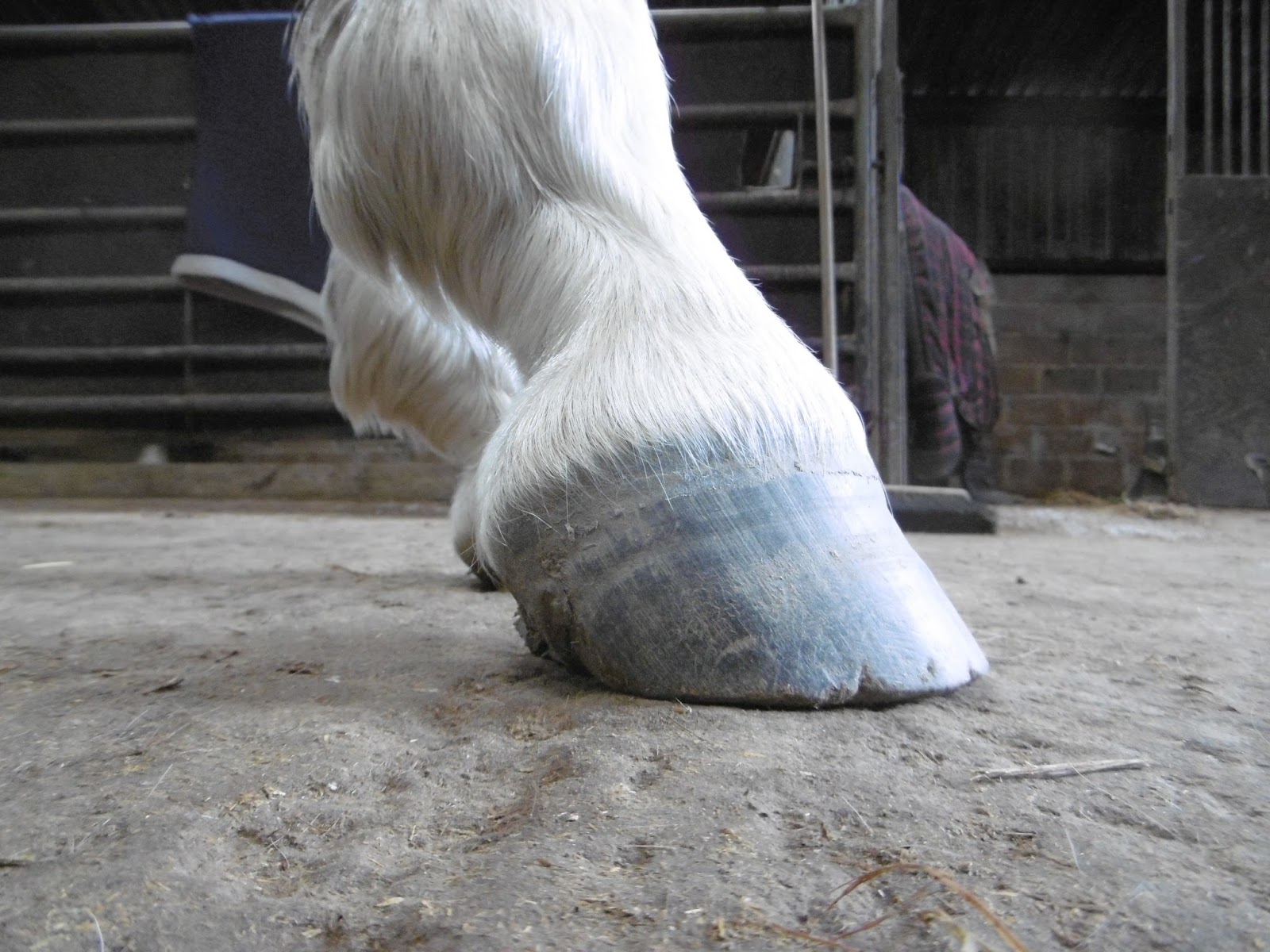 Rockley Farm 6 months to grow a new hoof