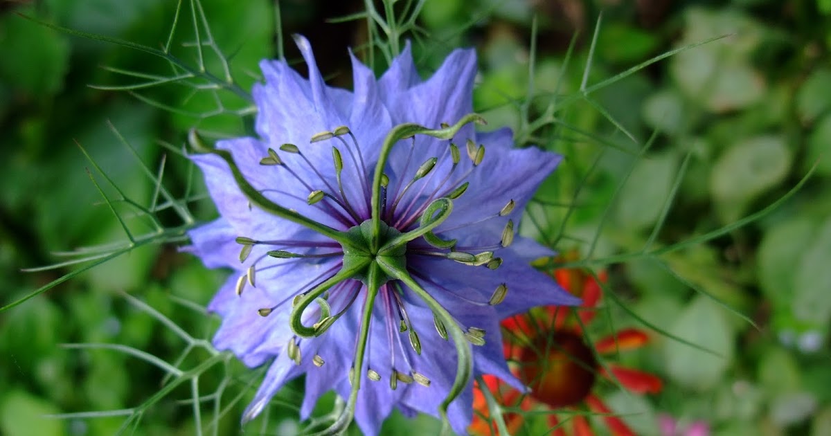 HERBAL PICNIC: BLACK CUMIN / LOVE-IN-A-MIST
