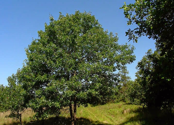 Trees Planet: Quercus velutina - Black Oak