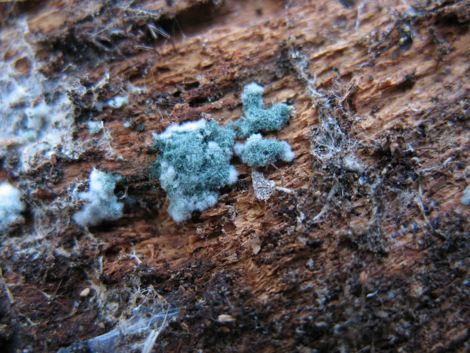 mushroom-observer-observation-197551-trichoderma-viride-pers