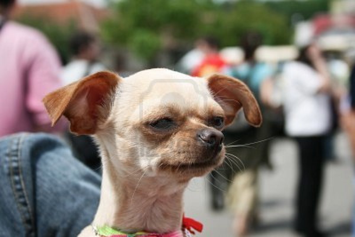 Funny Chihuahua Pets Cute and Docile