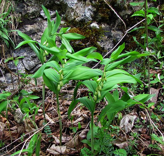 Kokoryczka wonna (Polygonatum odoratum).