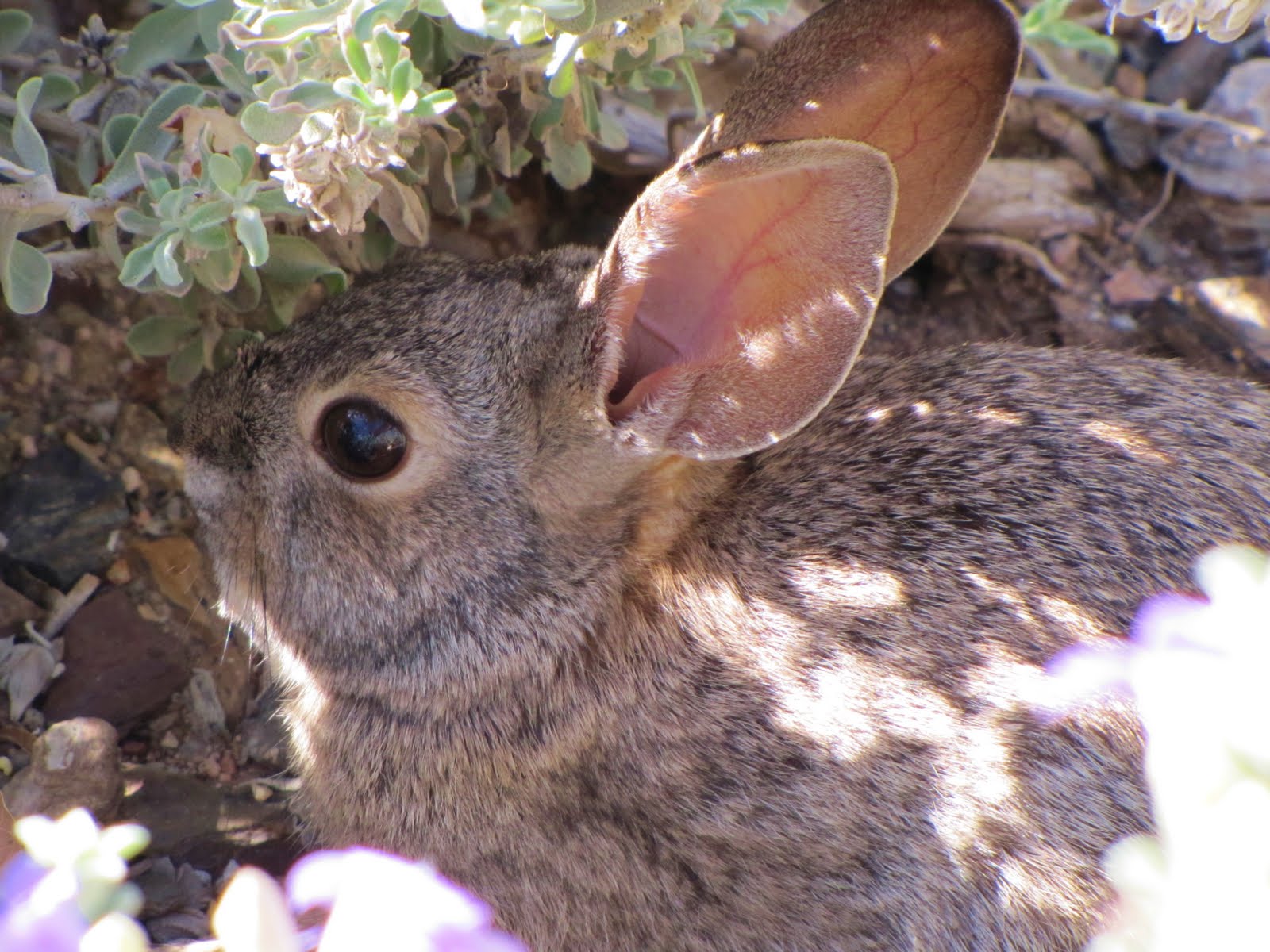 Las Aventuras Easter Bunny Tips for the Desert