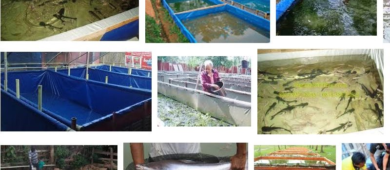 Teknik Budidaya Ikan Patin di Kolam Terpal yang Berhasil