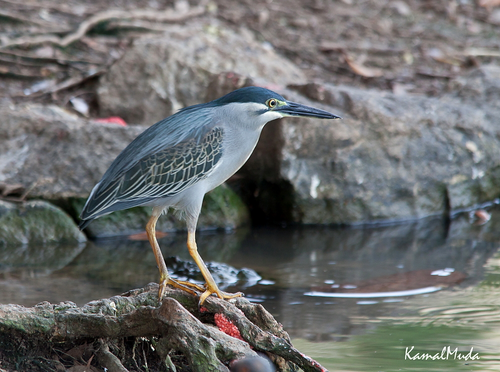 SOUTH EAST ASIA BIRDS Malaysia birds paradise little heron