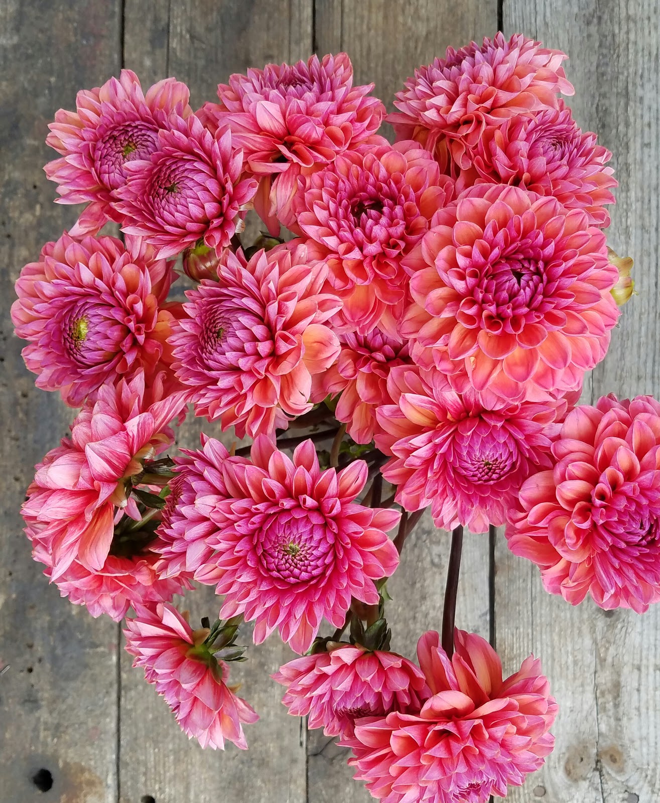 The Funky Shack Flower Market To Our Flower Market