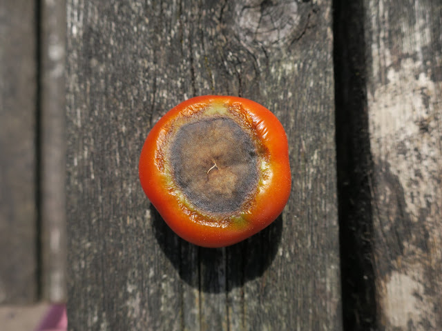 Tomato with Blossom End Rot, August 13th 2018. Probably due to irregular watering during very hot weather.