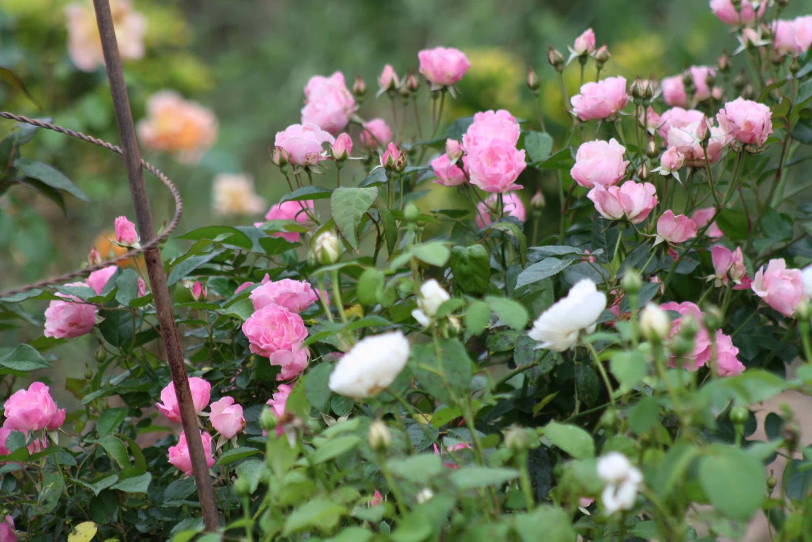Roses and Other Gardening Joys: Unrealized Expectations