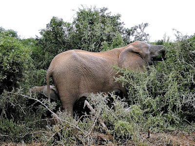 Addo Elephant National Park, elephant, Eastern Cape, safari, South Africa