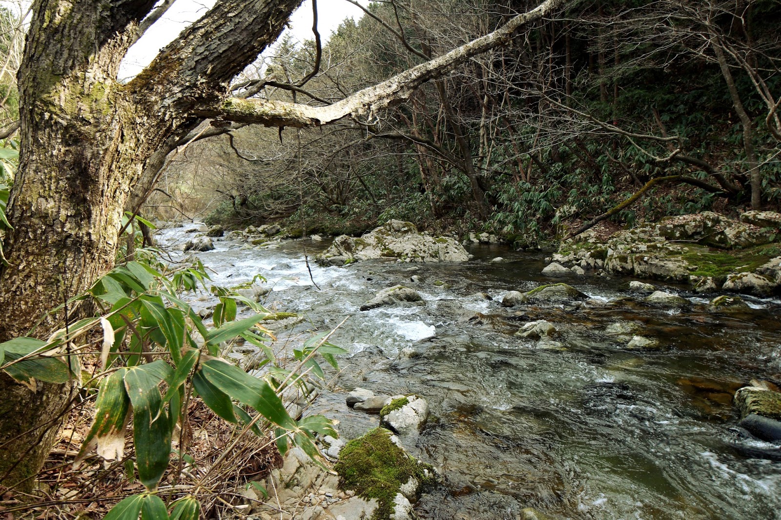 俺達の田舎暮らし 渓流のヤマメとカエルの卵