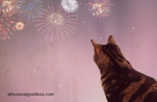 cats and fireworks