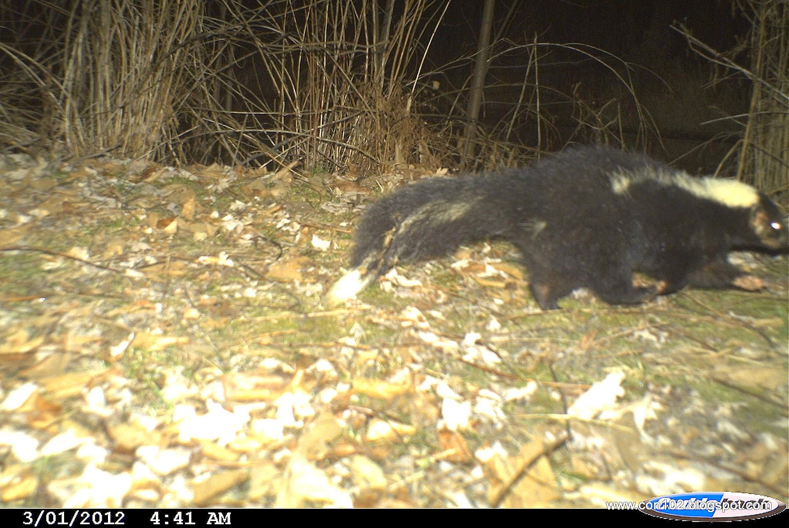 Backyard Beasts: Signs of SPRING: skunk mating season and blackbird flocks