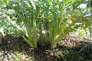 artichoke plants in garden