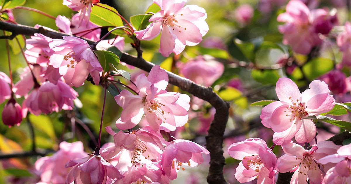 FROM THE GARDEN OF ZEN: Kaido (Malus halliana) blossoms: Genji-yama ...