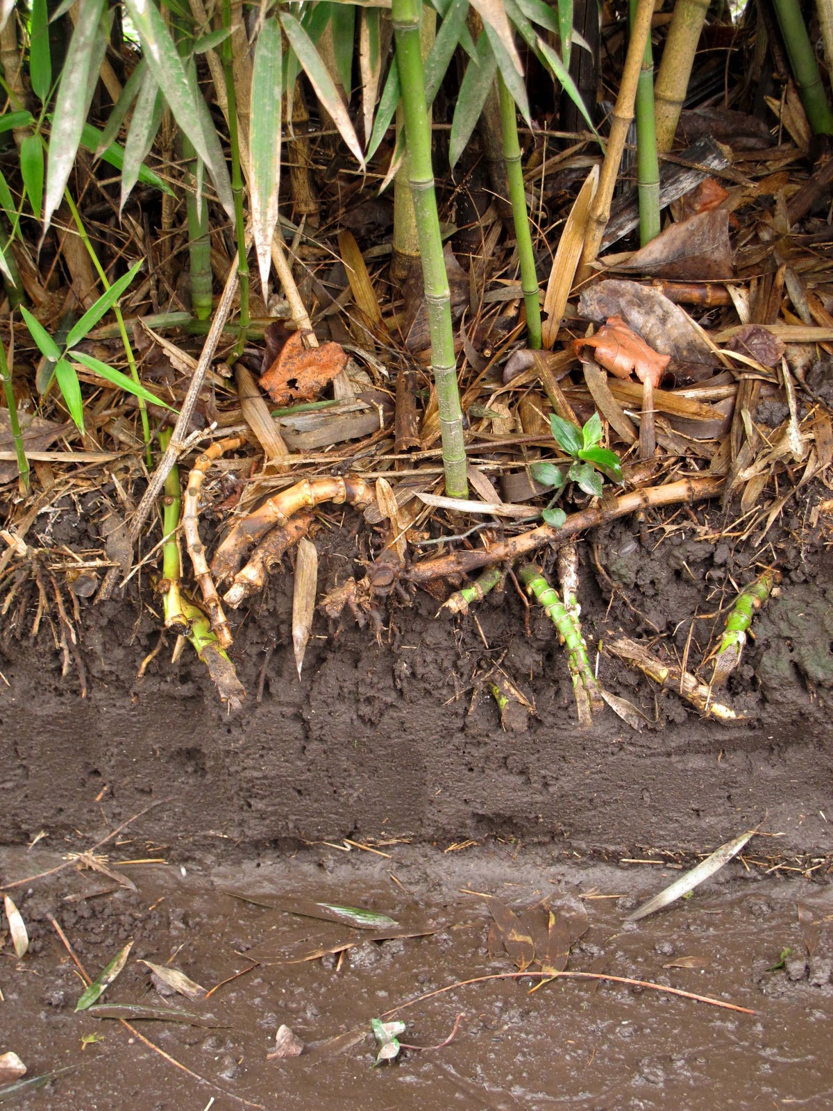 Como Eliminar Las Cañas De Un Terreno