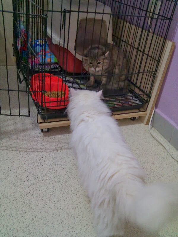 2 Balık 1 Kedi lokum halleri