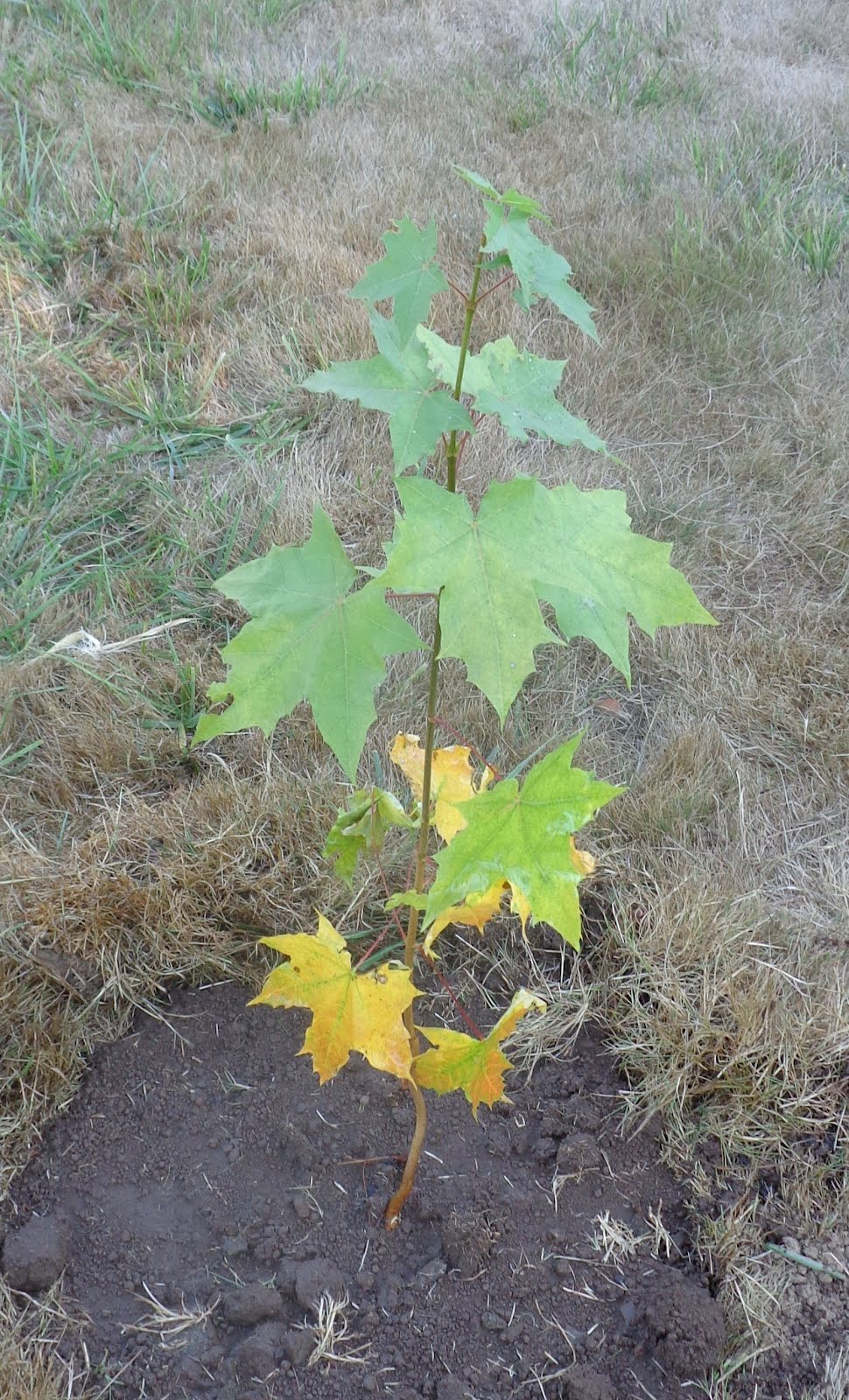 Daniel's Pacific NW Garden Moving a young, volunteer maple tree