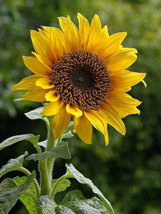 Garden Therapy Sunflowers Are beautiful