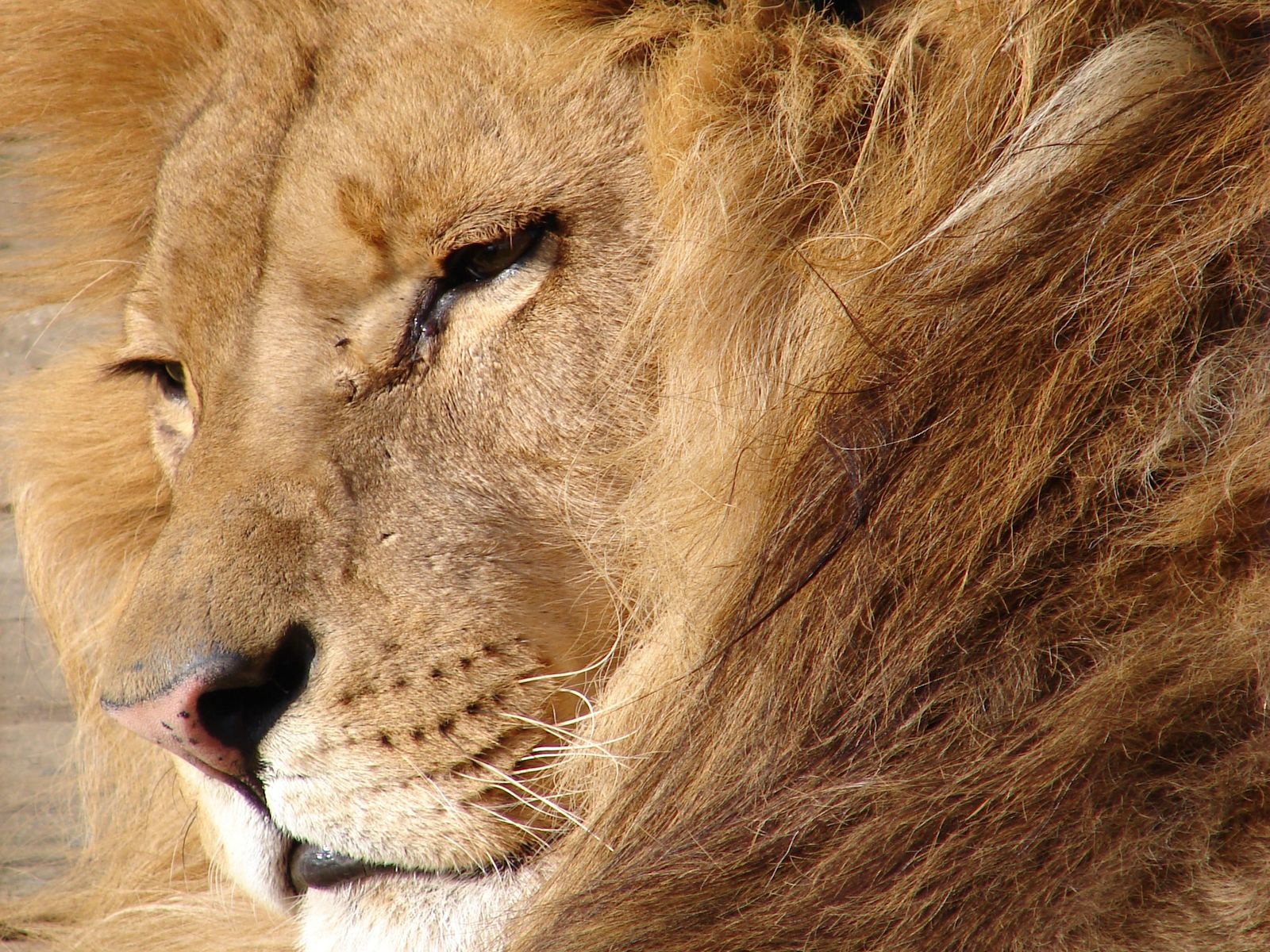 Характер льва животного. Характер льва животного. Морда льва. Рассказ про льва. Характеристика львов.