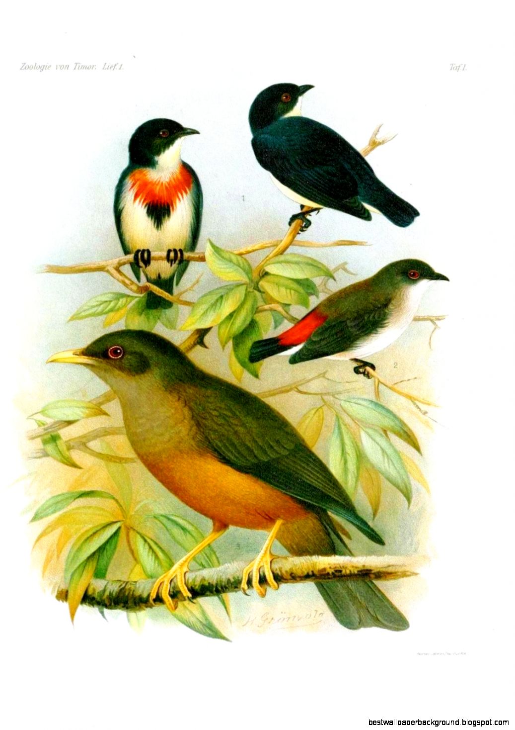 Daily Gallery Animal – Bird – 11  Vintageprintable