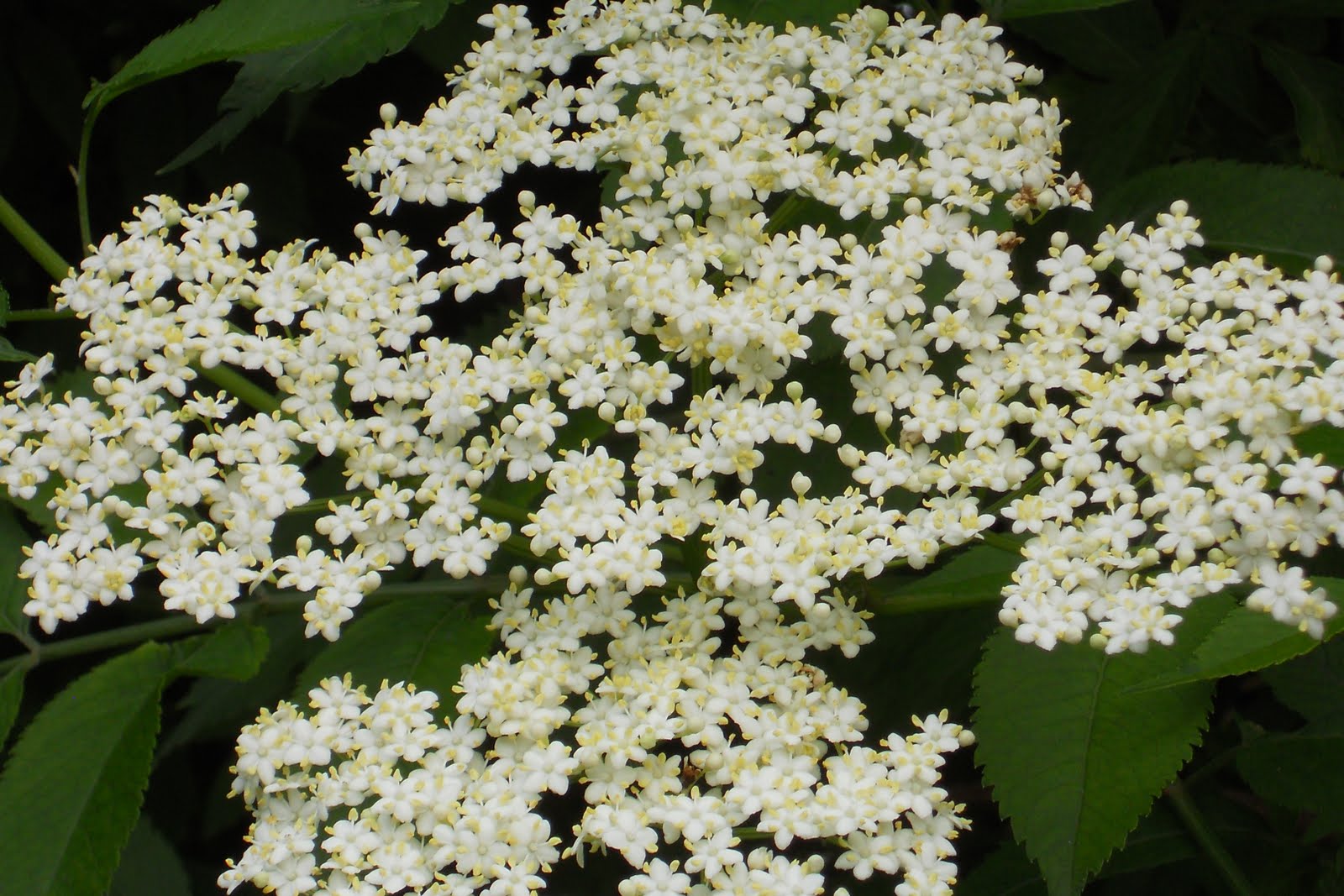 Lilac Gate Elder Flowers