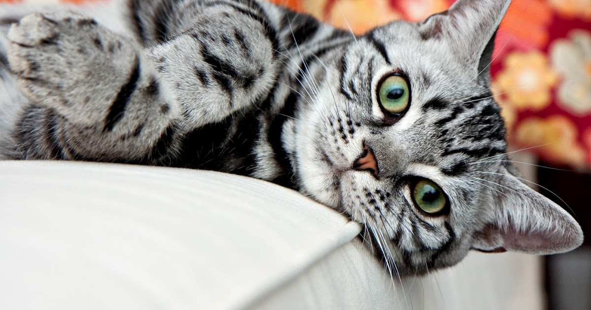 grey black striped cat grey black striped cat