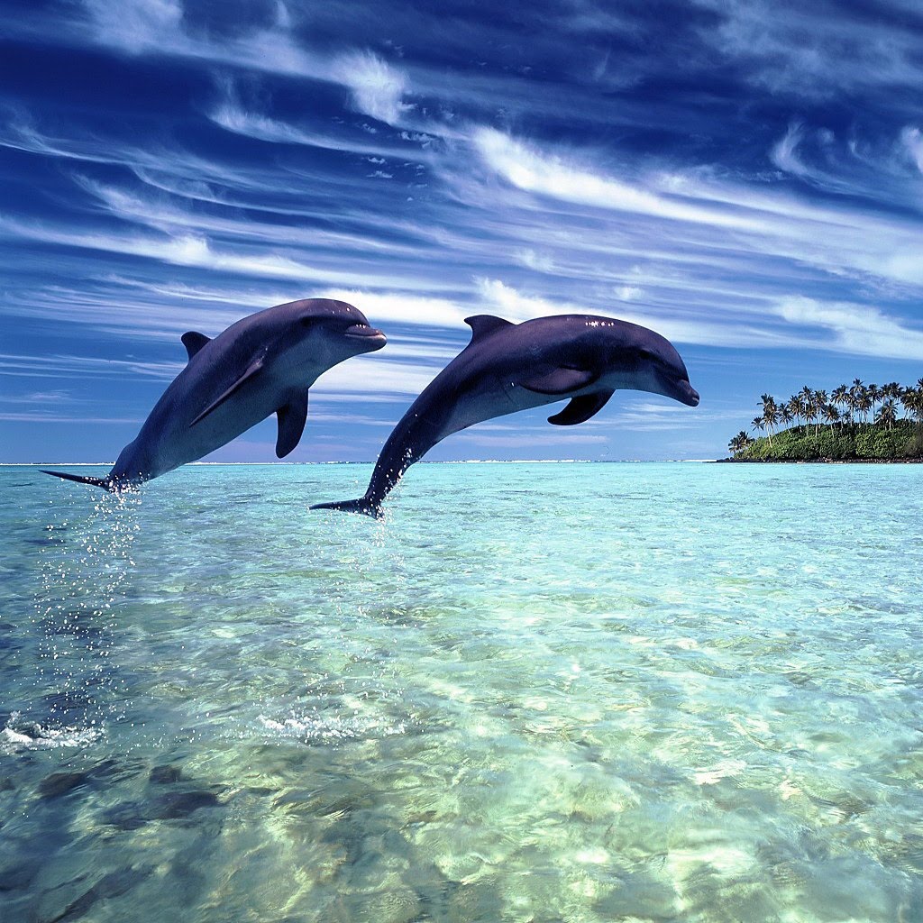 iPadBackgrounds Blue Dolphins iPad Wallpapers