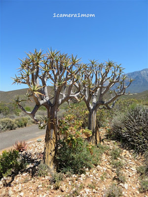quiver tree. quiver tree.