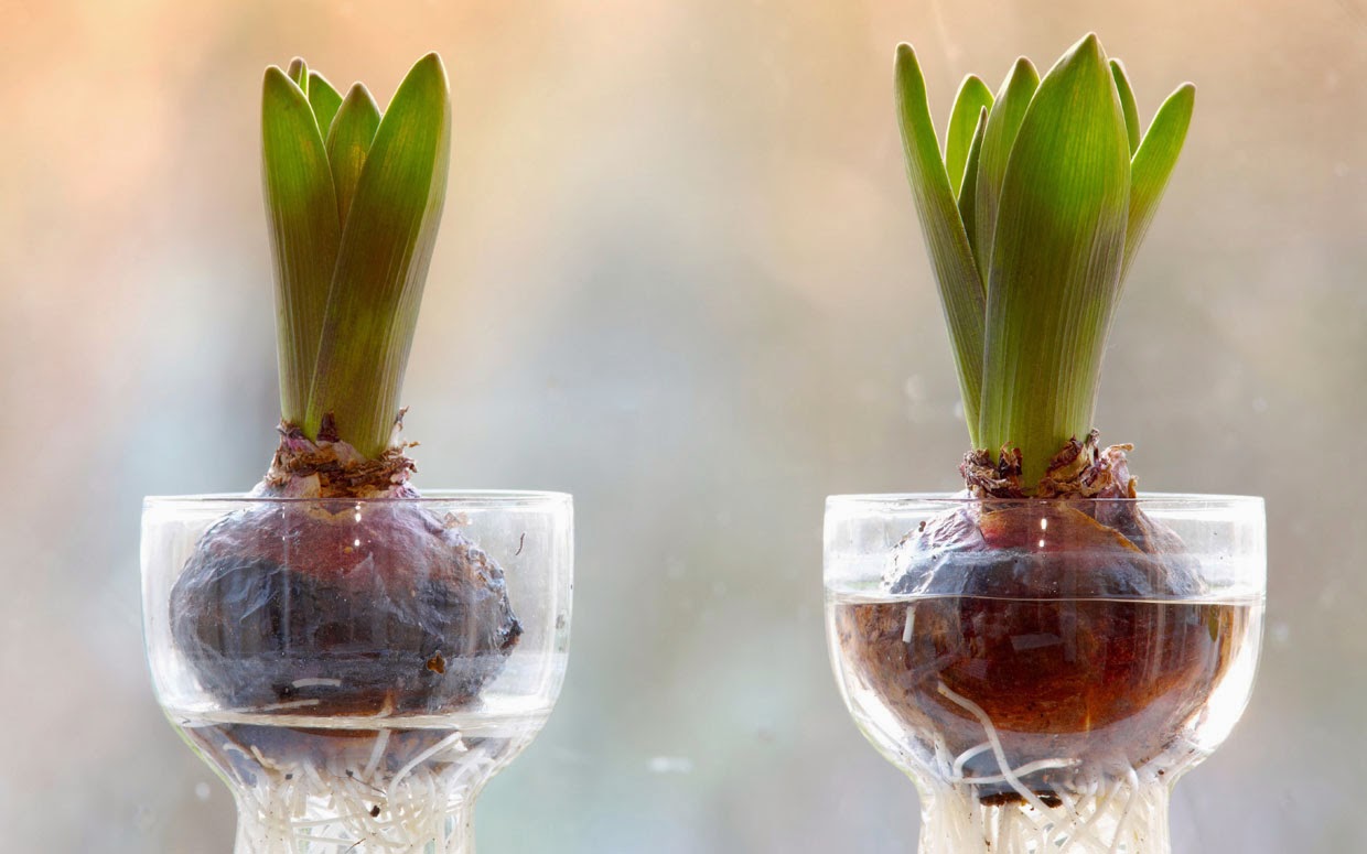 Bulbs That Don't Need Chilling