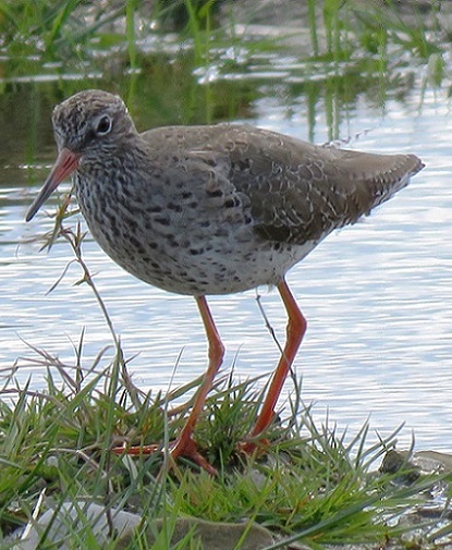 Redshank