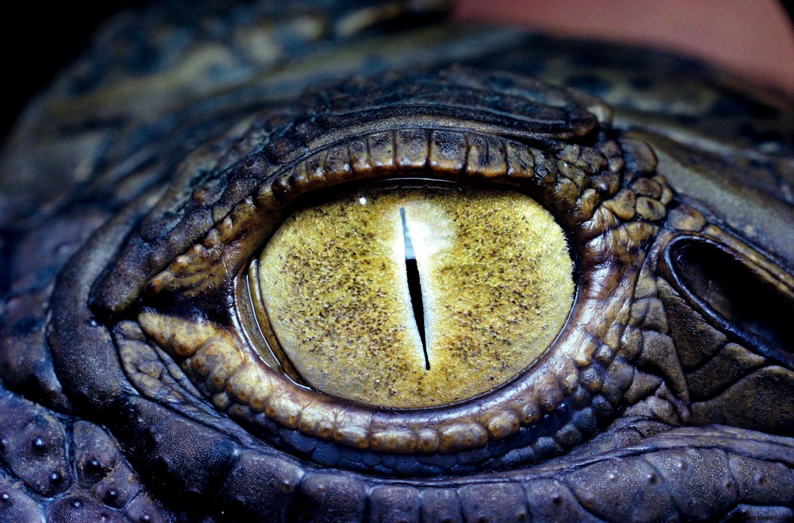 Crocodile Eye