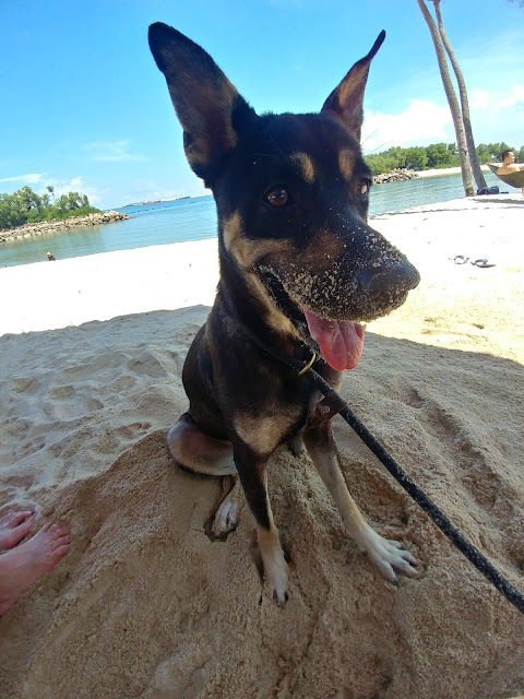 Dogs and the beach Singapore Sentosa