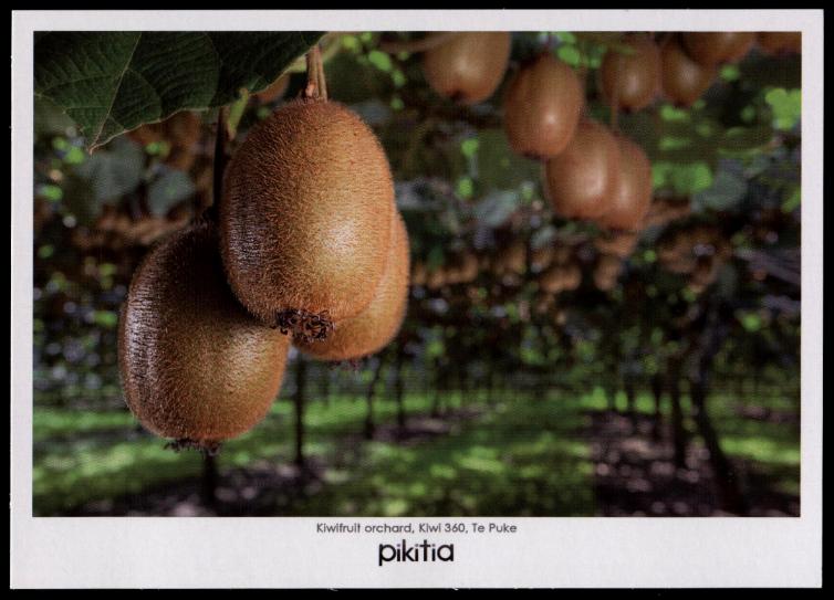 Gulfmann Postcards NEW ZEALAND New Zealand Kiwi Fruits