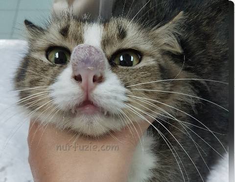 Kucing Hidung Tinggi dan Besar - Nurfuzie.com