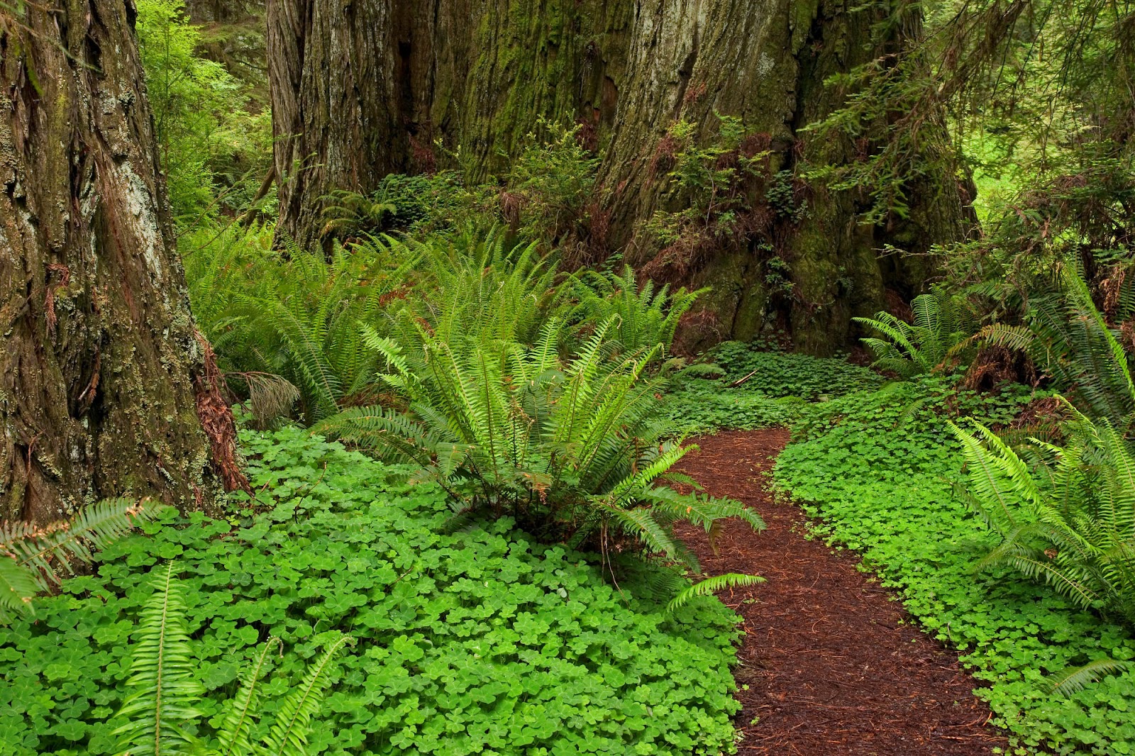 Top 35 Beautiful And Fabulous Paths Wallpapers In HD
