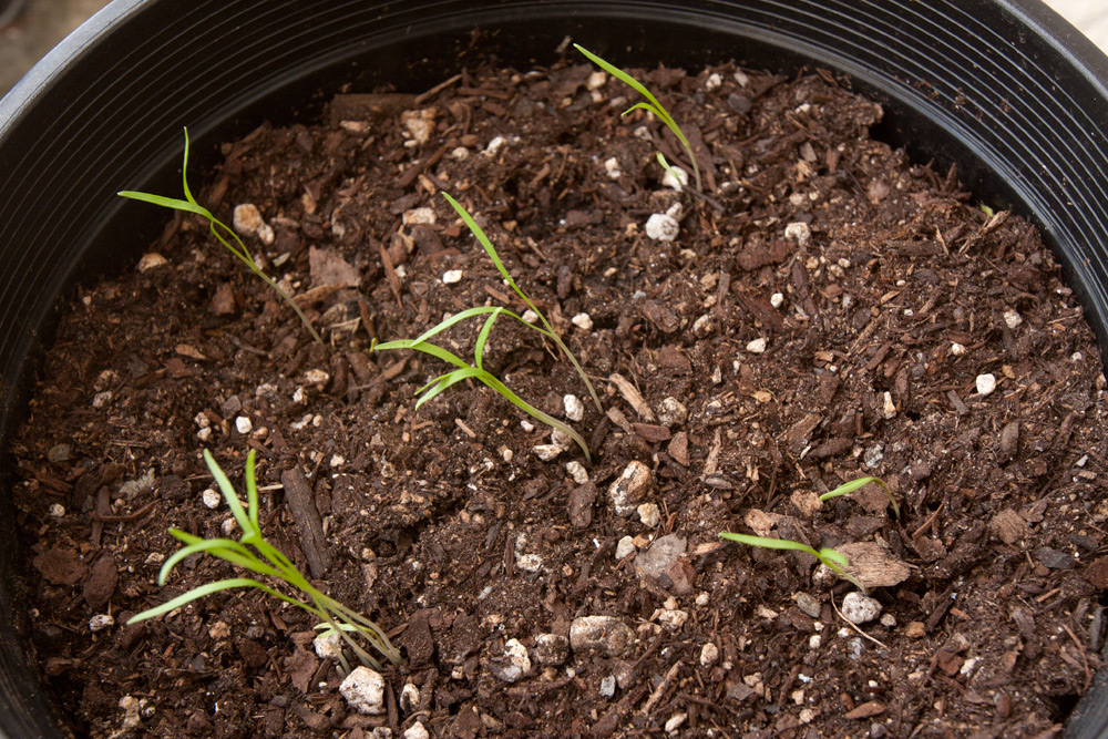 Florence Fennel Adventures in Gardening Pohnpei, Micronesia