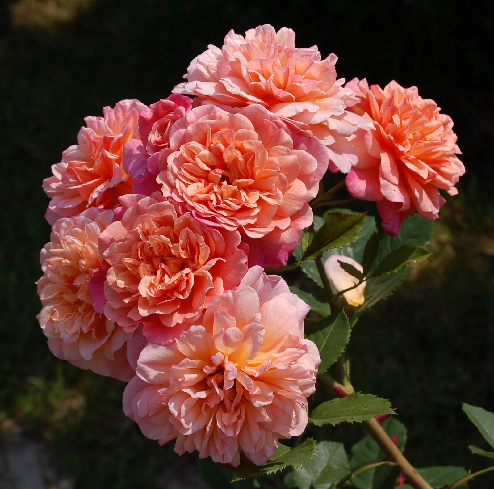 роза плетистая алоха. алоха aloha роза. описание розы алоха. Aloha роза кордеса. роза плетистая алоха.