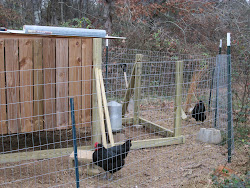 winter hereward farm coop chicken