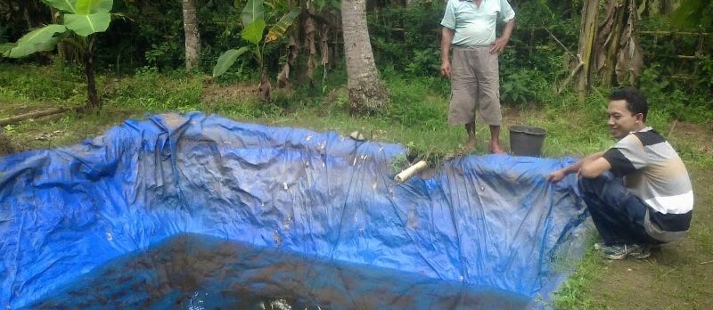 Cara Budidaya Ikan Gabus Agar Cepat Besar Hasil Melimpah