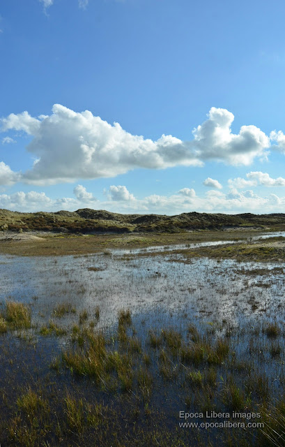Landscape in Dunes of Texel National Park.