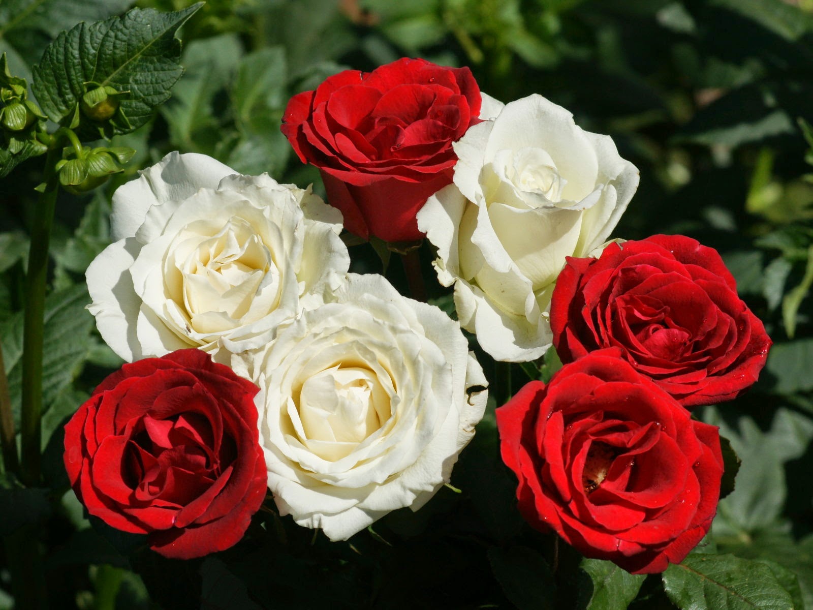 Beautiful Flowers Image Download FREE ALL HD WALLPAPERS DOWNLOAD