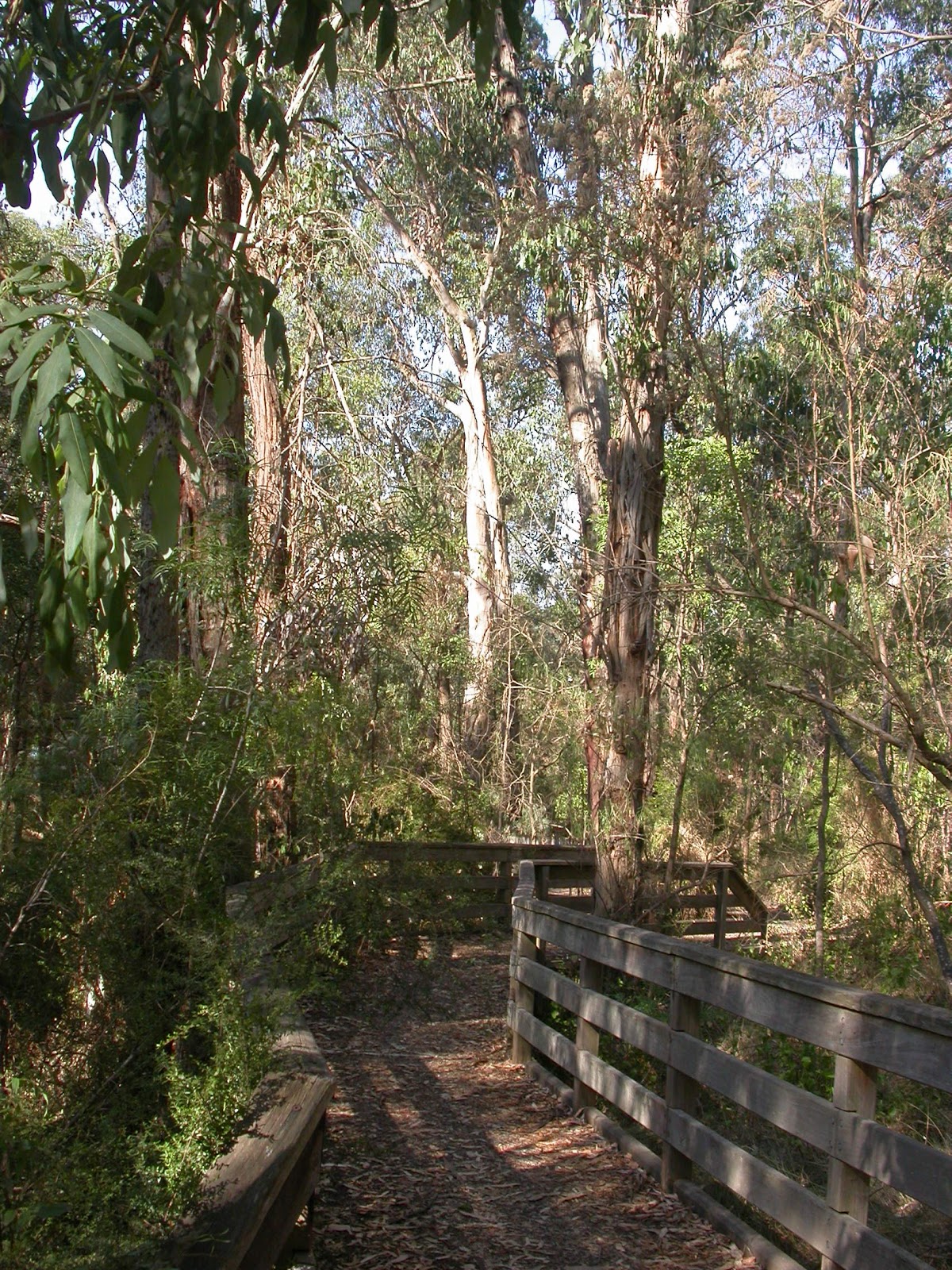 a-twitcher-s-tale-ferntree-gully